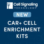 [Cell Signaling Technology] CAR-T Therapy 연구를 위한 CAR Cell Enrichment Kit를 소개합니다.